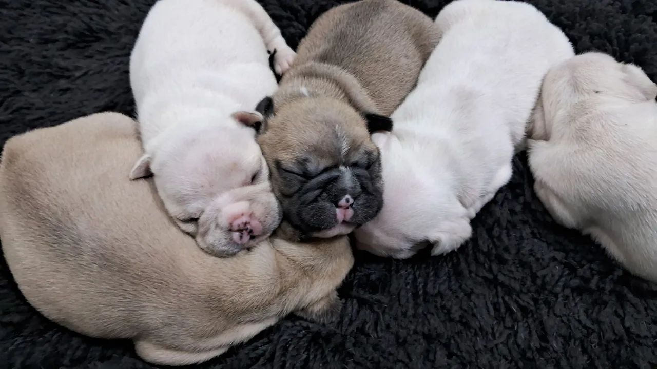Filhotes de buldog Francês.  - Foto 4