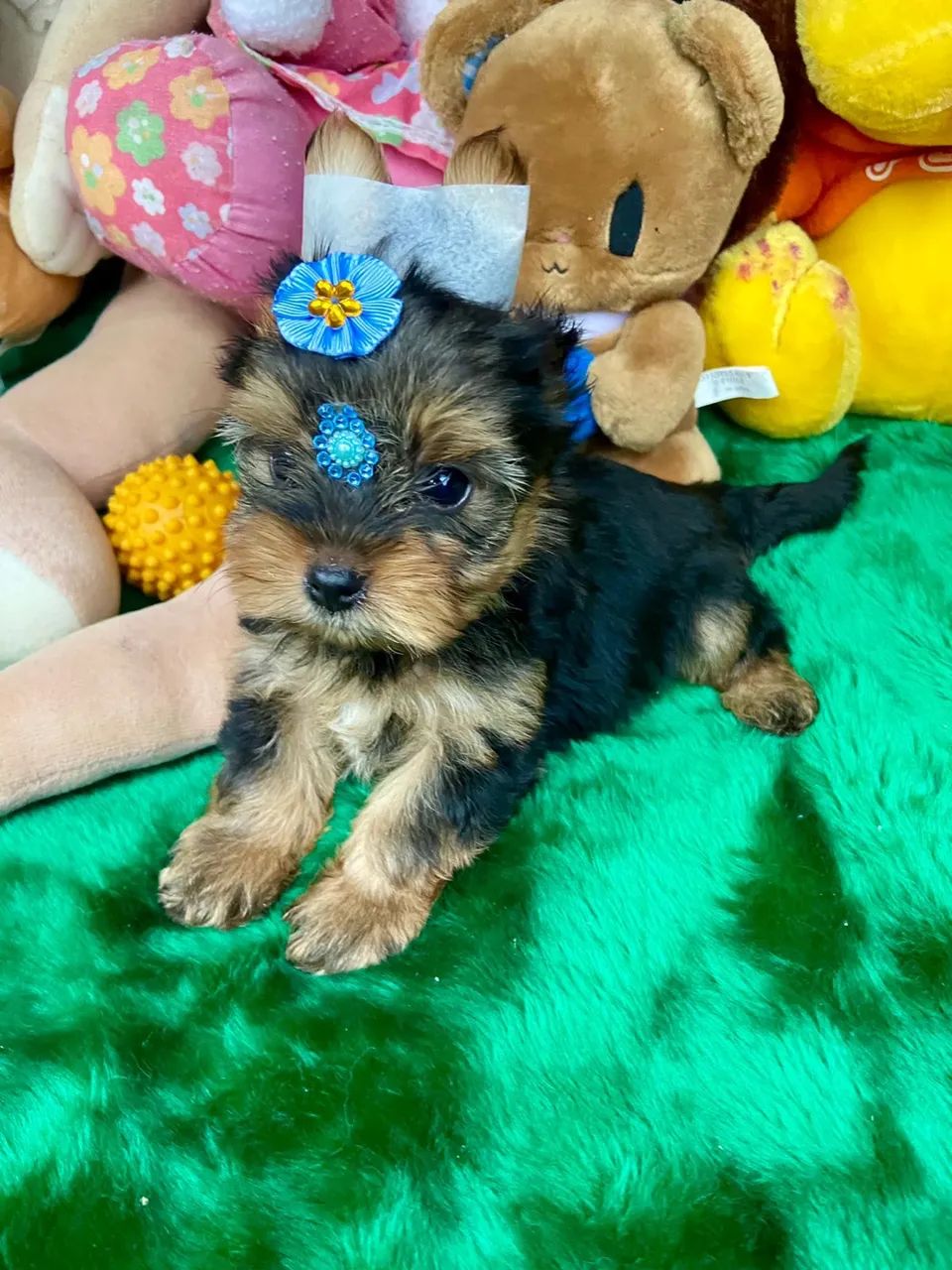 Filhotes de Yorkshire mini com procedência - Foto 4
