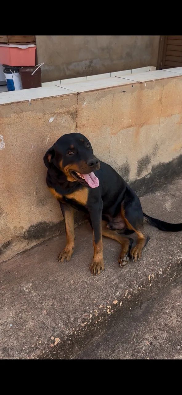 Cachorro  - Foto 4