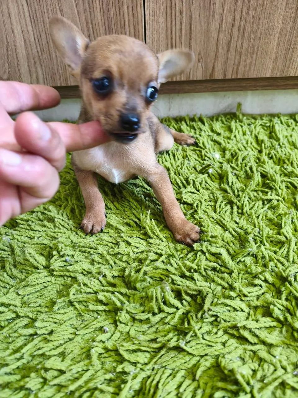 Mini pinscher  - Foto 2