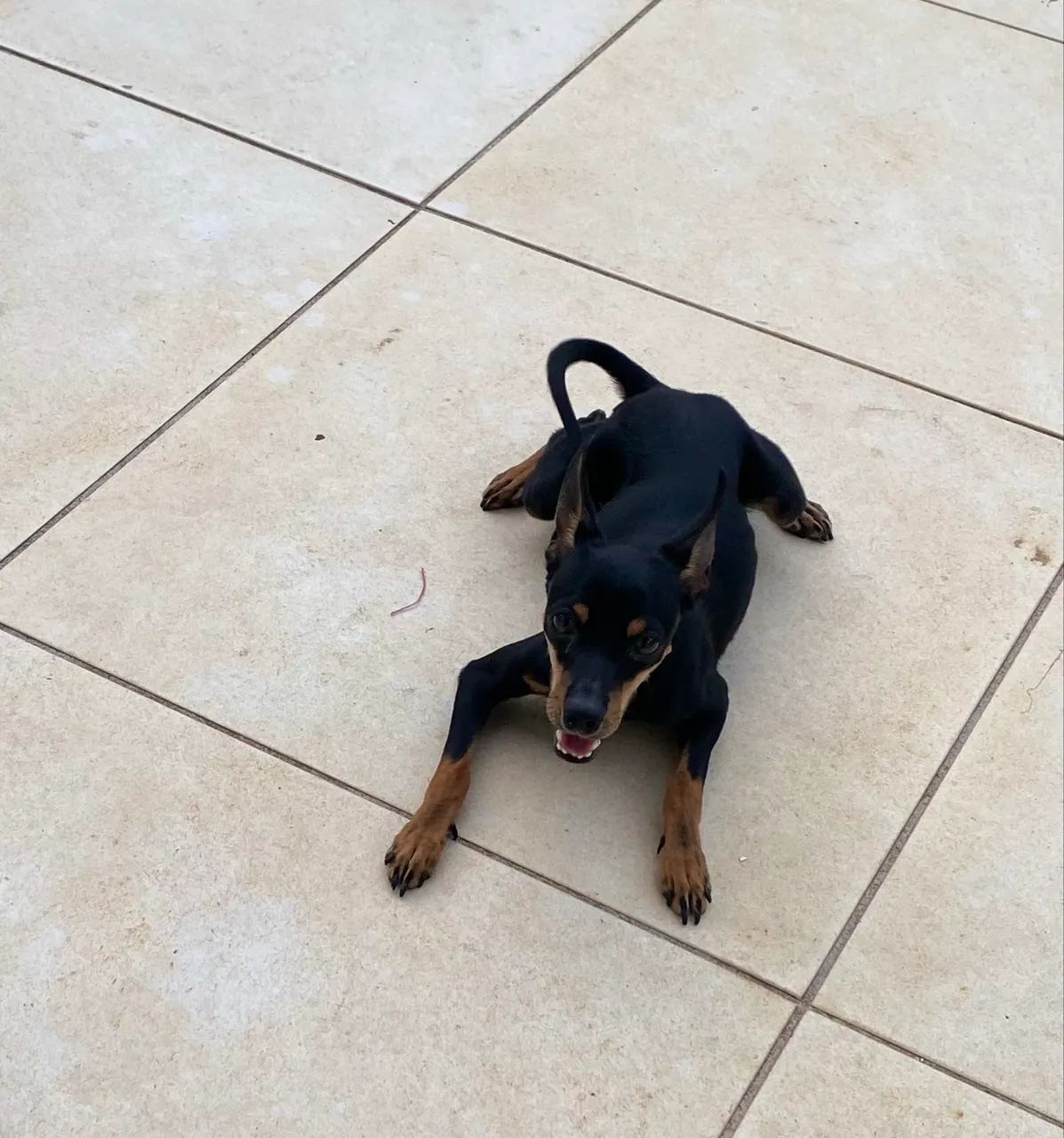 Cachorro - Foto 2
