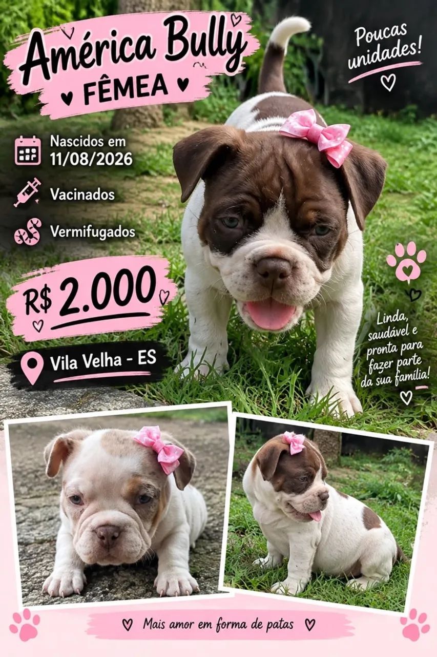 American bully 