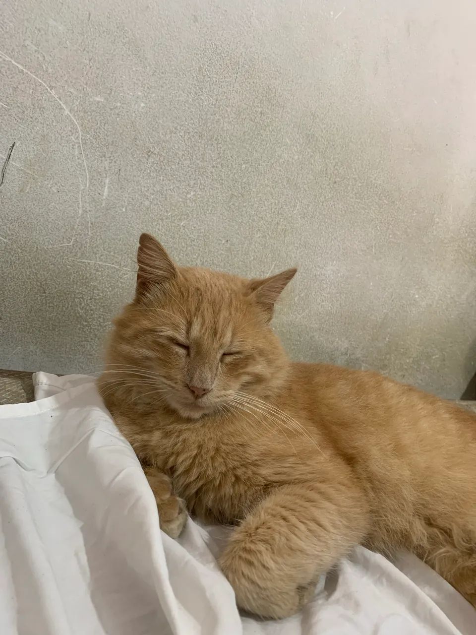 Doação de gatos e cadela