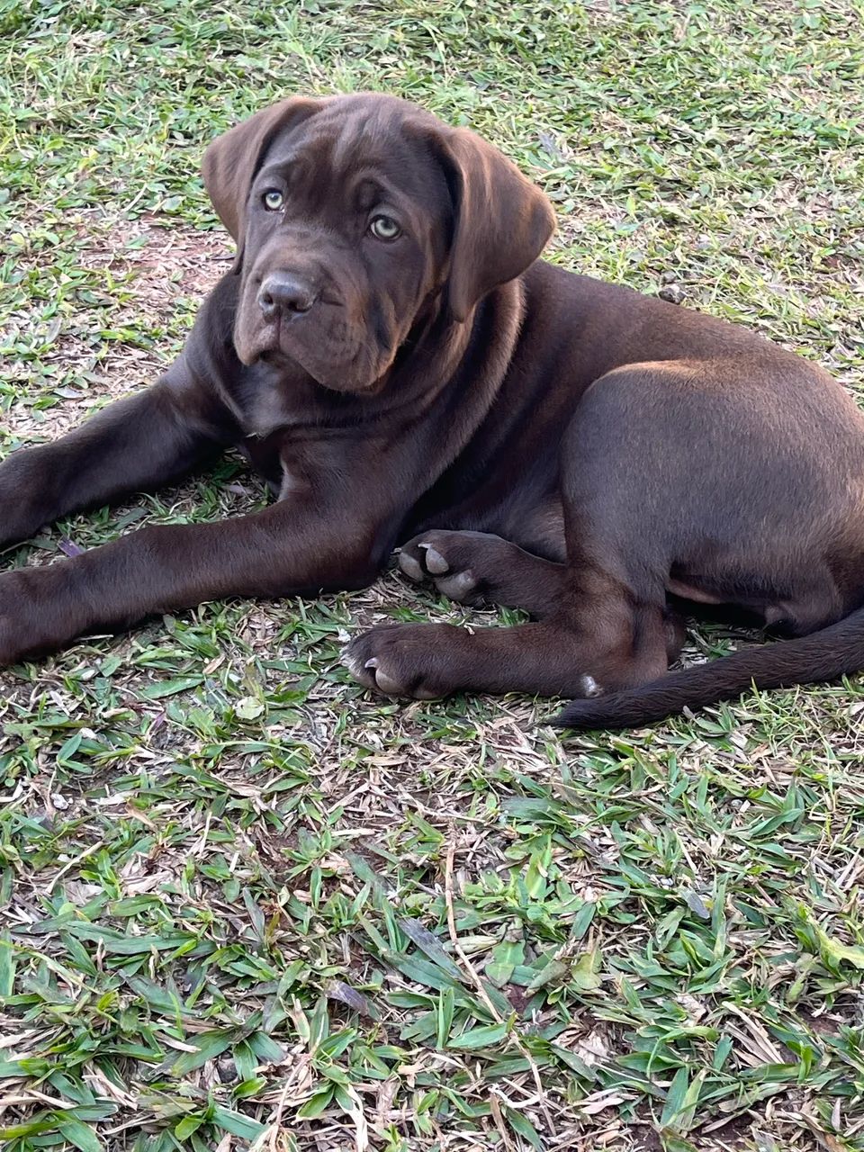 Cachorro Cane Corso