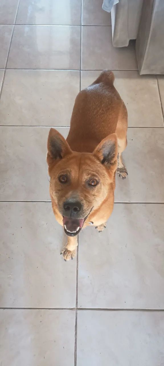 Doa-se Cachorrinha !!! - Foto 4