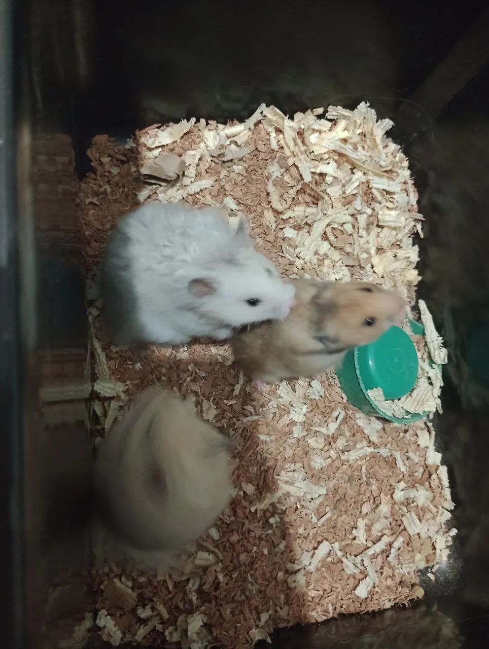 Hamster  - Foto 2