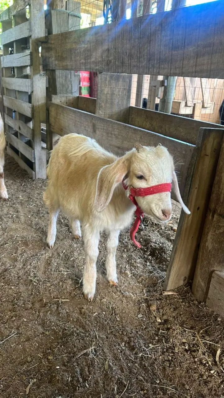Vendo Cabras - Foto 2