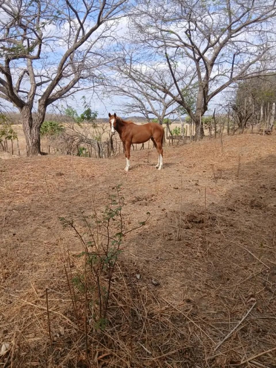 Potra  com linhagem de corrida - Foto 2