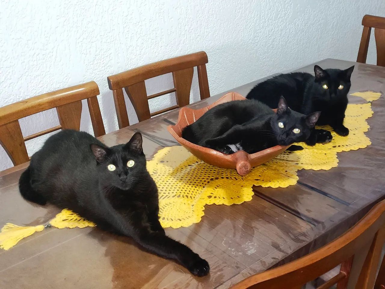 Doa-se gatinhas - Foto 3