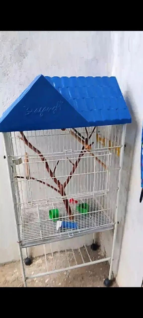 Vendo duas gaios em ótimo estado  - Foto 3