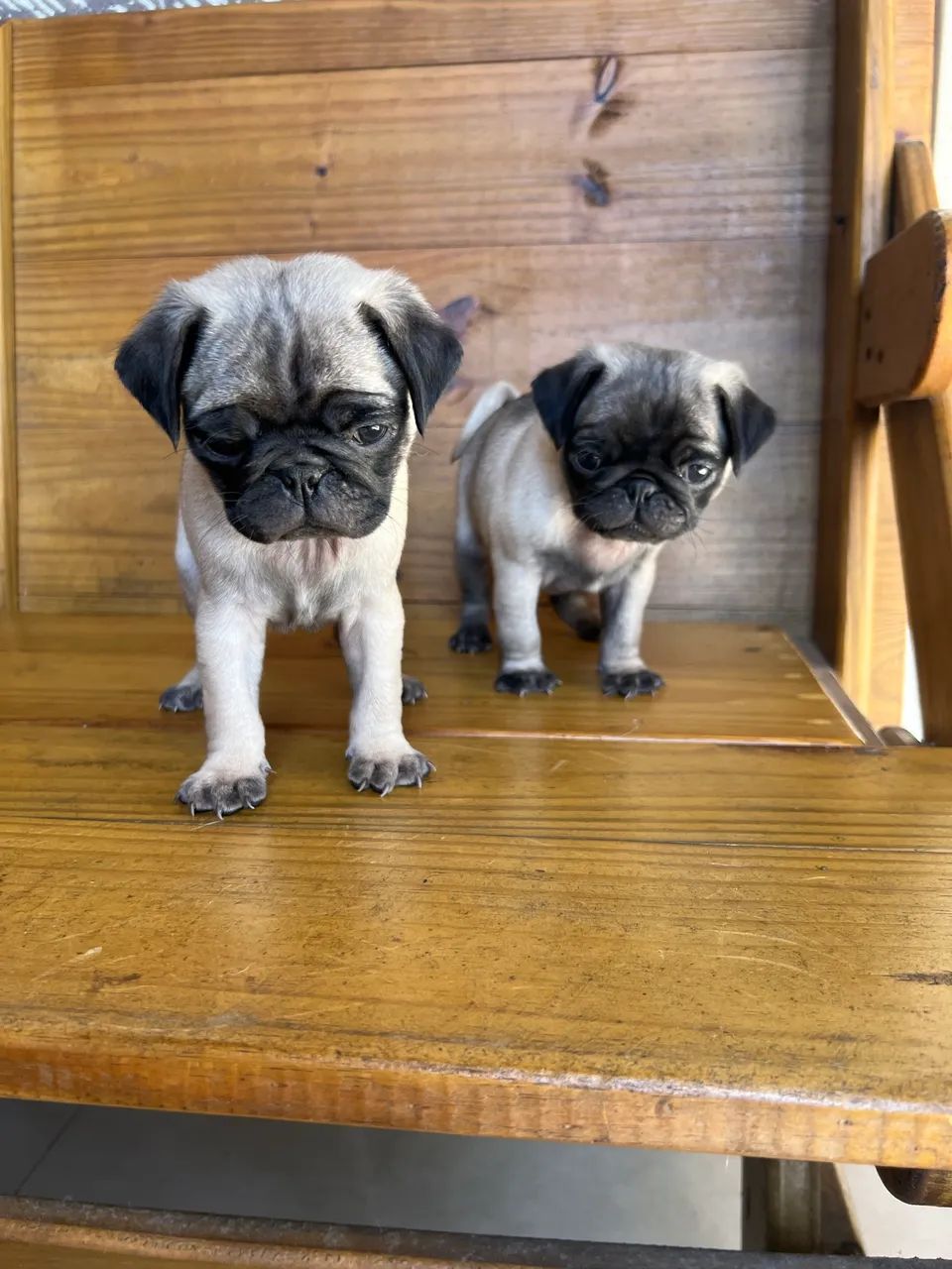 Filhotes de pug  - Foto 3