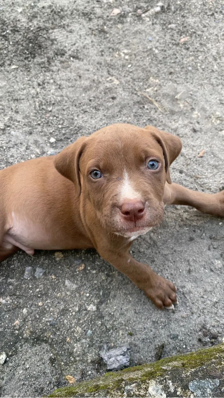 Pit monster 