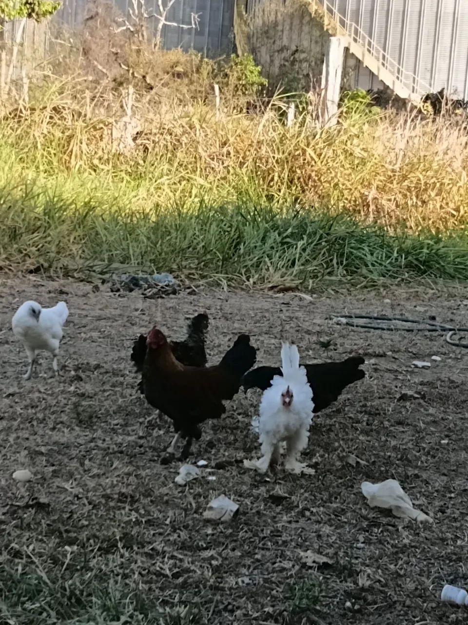 Ganizé  - Foto 3