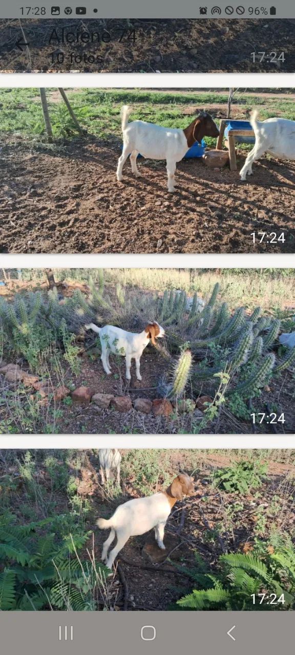 Cabritos Boer  - Foto 3