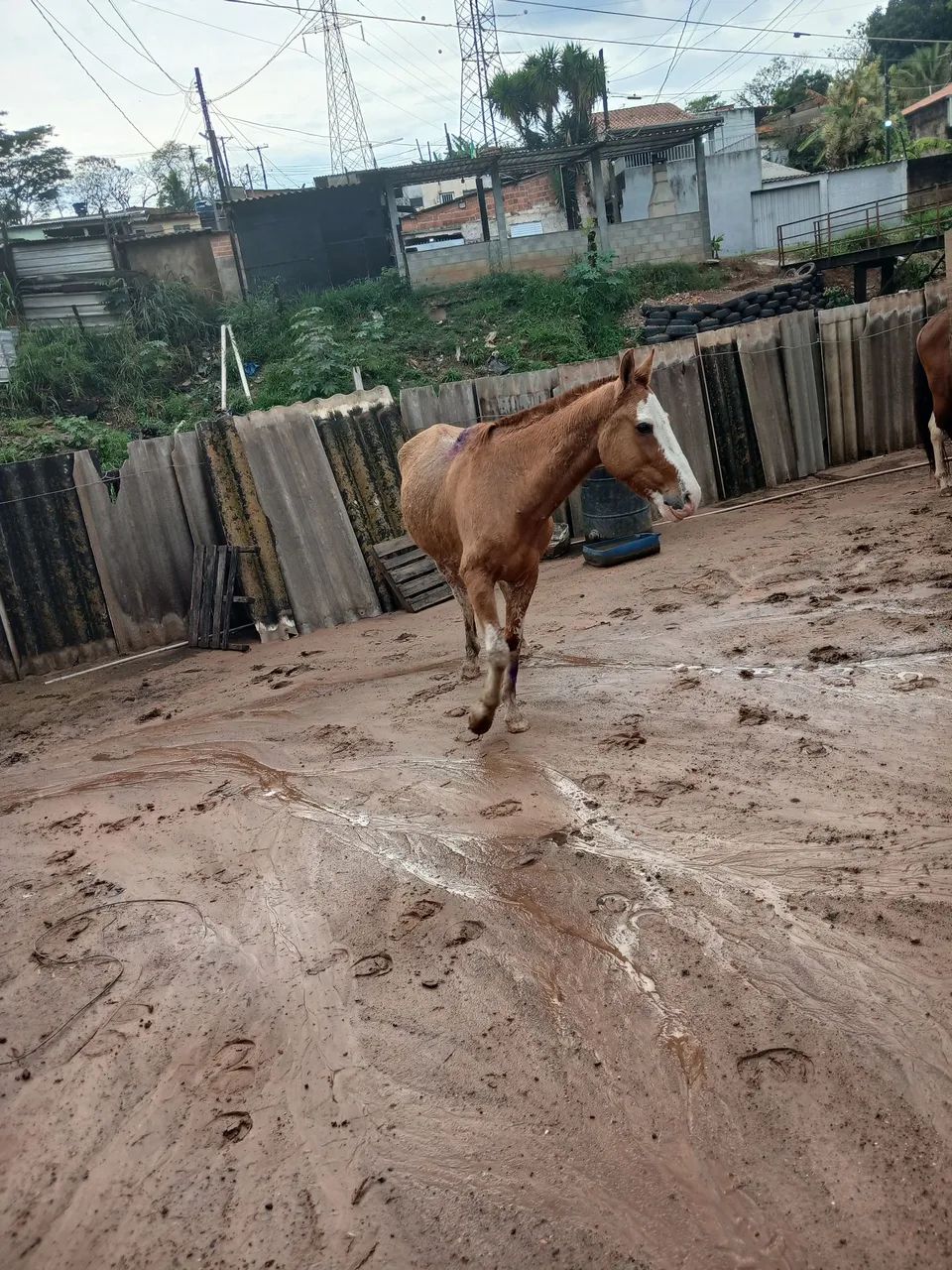 Cavalo macho - Foto 2