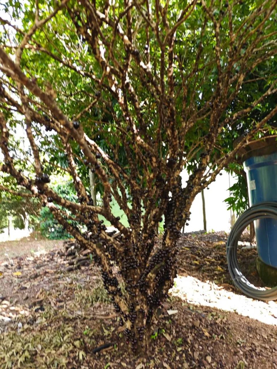 CHÁCARA ESCRITURADA, Vila Militar, Corumbá IV, Abadiânia. LEIA TODO O ANÚNCIO - Foto 8