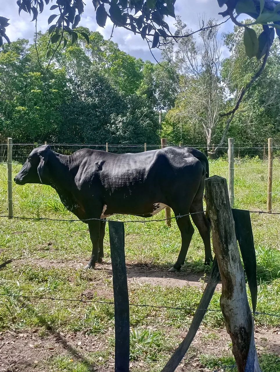 Girolando 3/4 e Bezerra com leite ao pé. - Foto 2