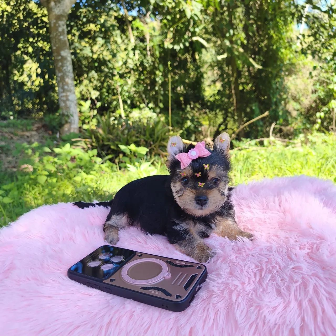 Shih tzu  - Foto 4