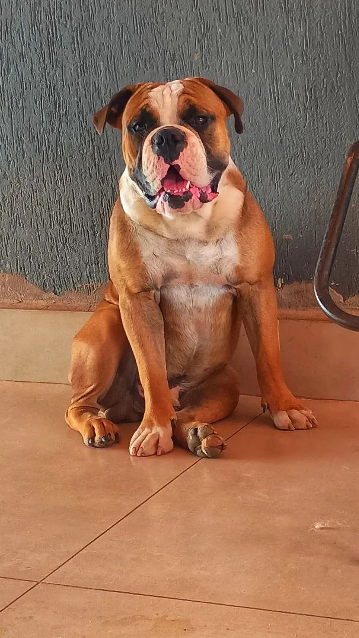 Buldog campeiro  - Foto 3