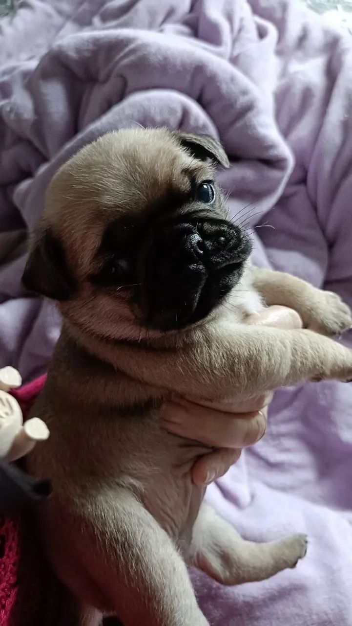  Vendo Pugs 2 fêmeas e 1 macho