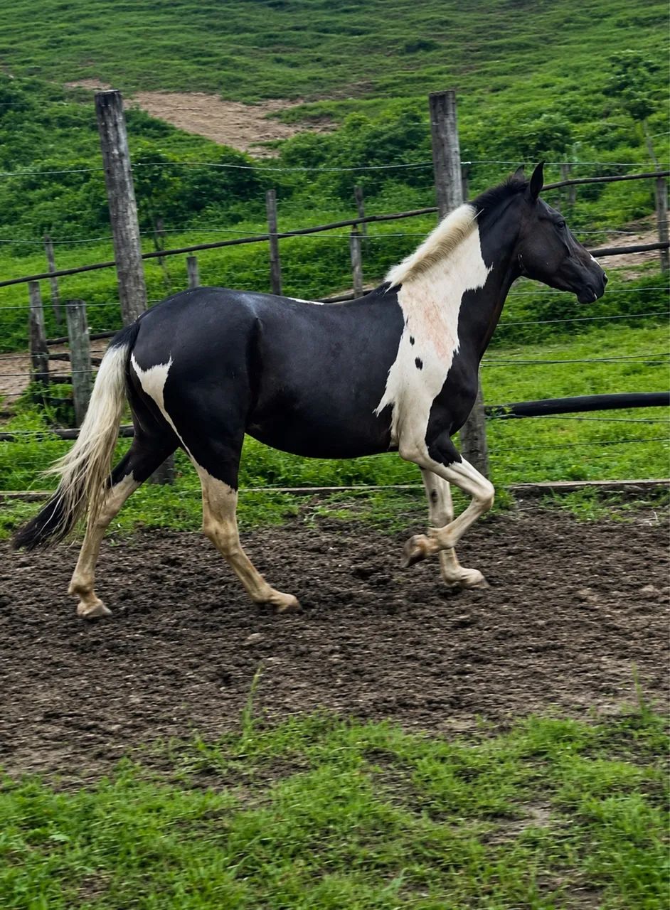 Potra mangalarga 
