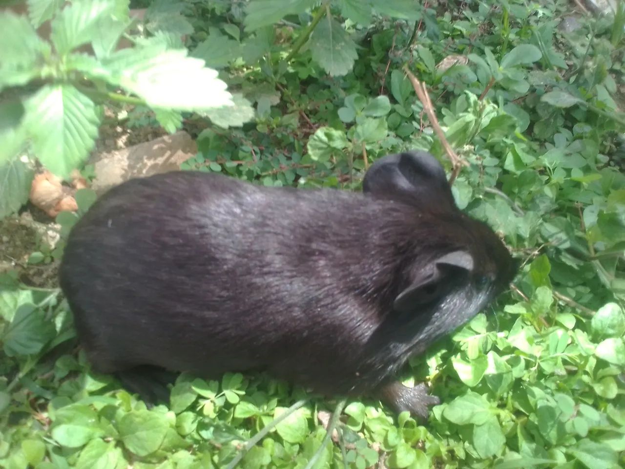 Vendo porquinha da india