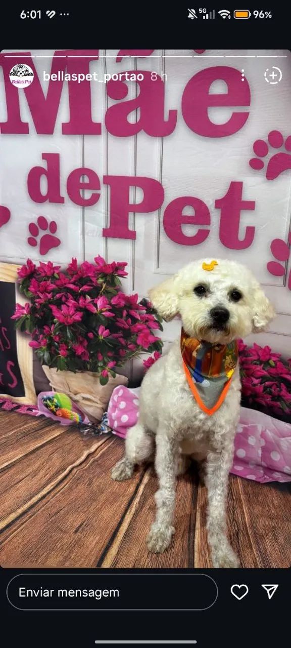 Doação Poodle. - Foto 2