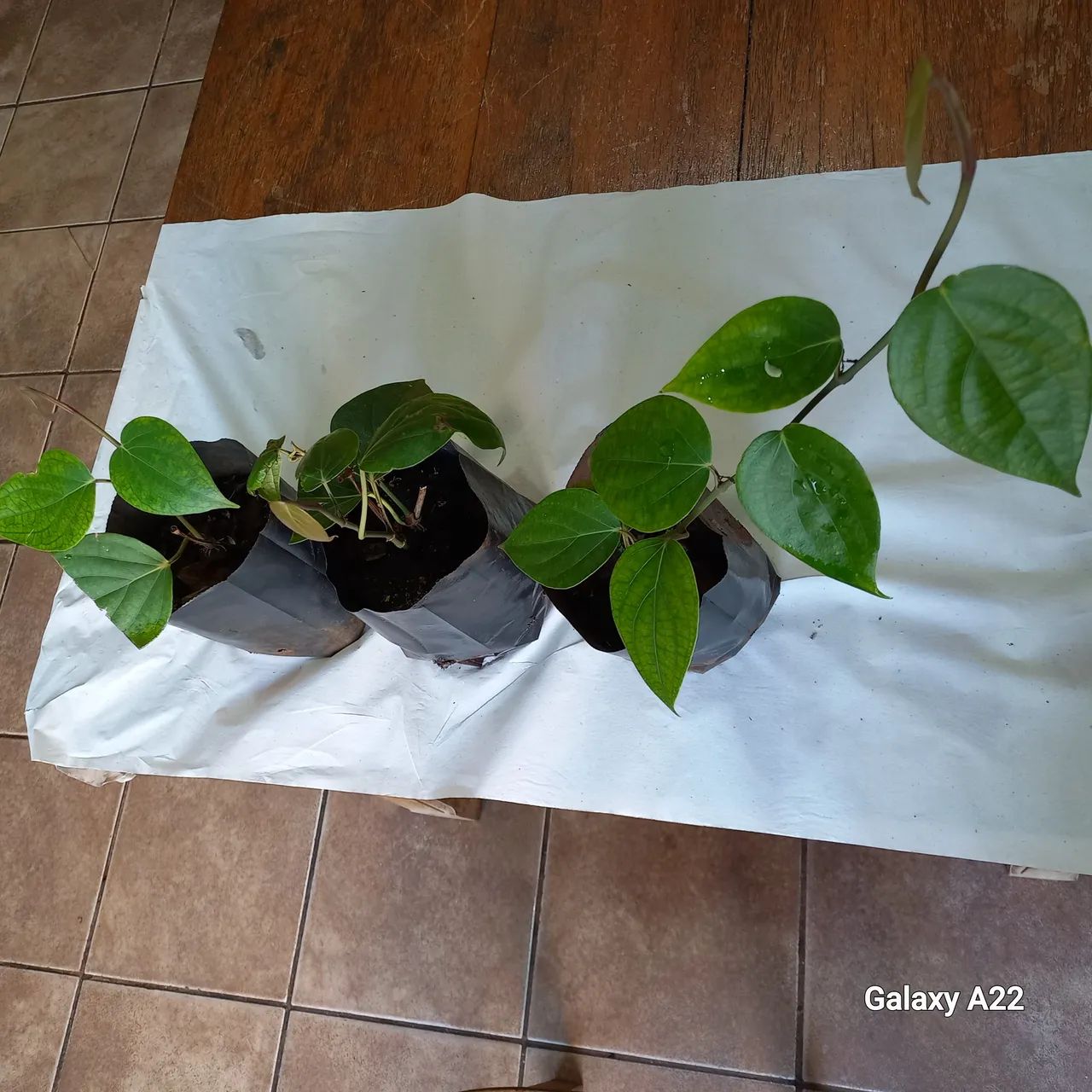 mudas de pimenta do reino  (;bragantina) - Foto 2