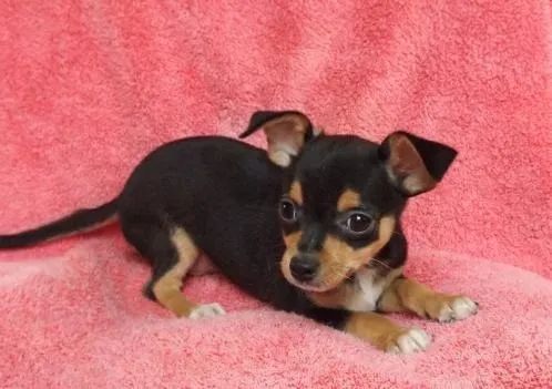 pinscher 