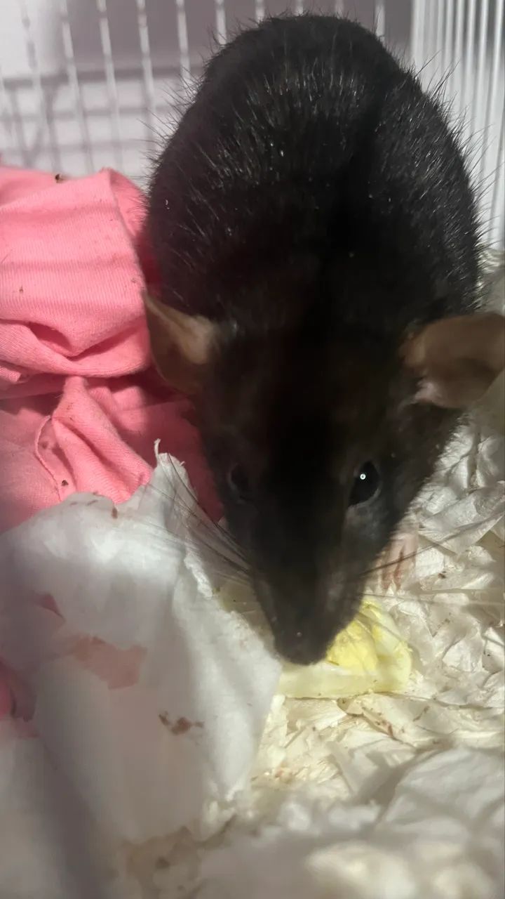 Ratas Twister  - Foto 4