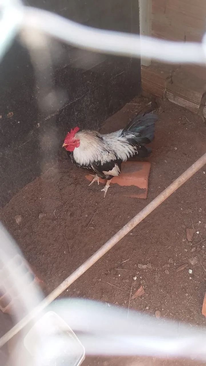 Doação de Galizé  - Foto 2