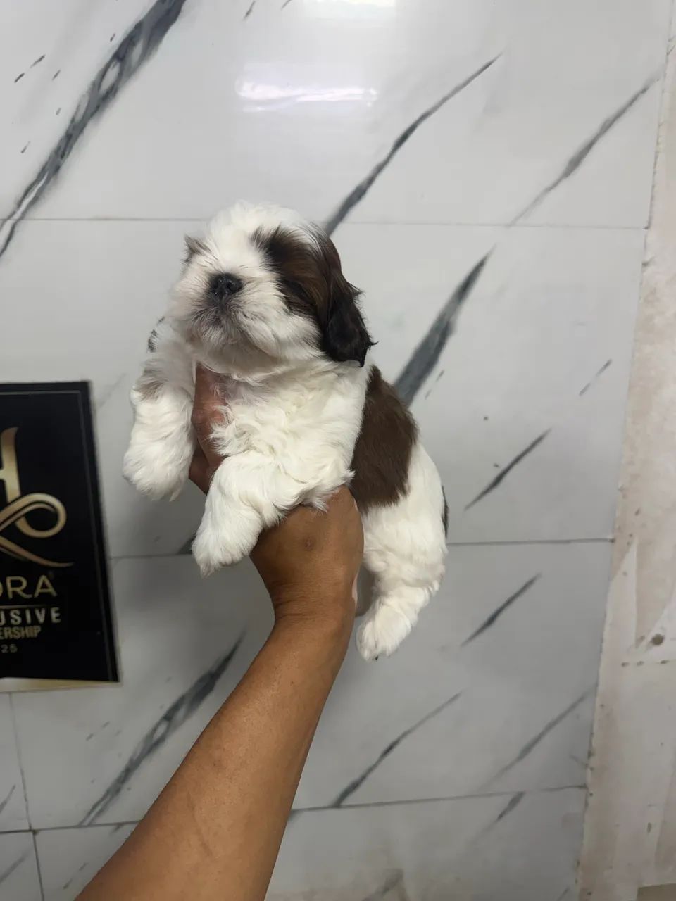 Shihtzu macho  - Foto 3