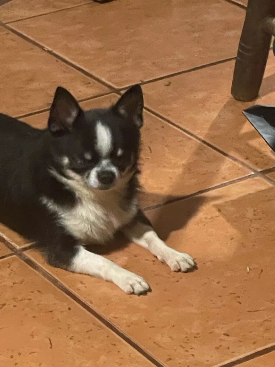 Chihuahua do México  - Foto 3