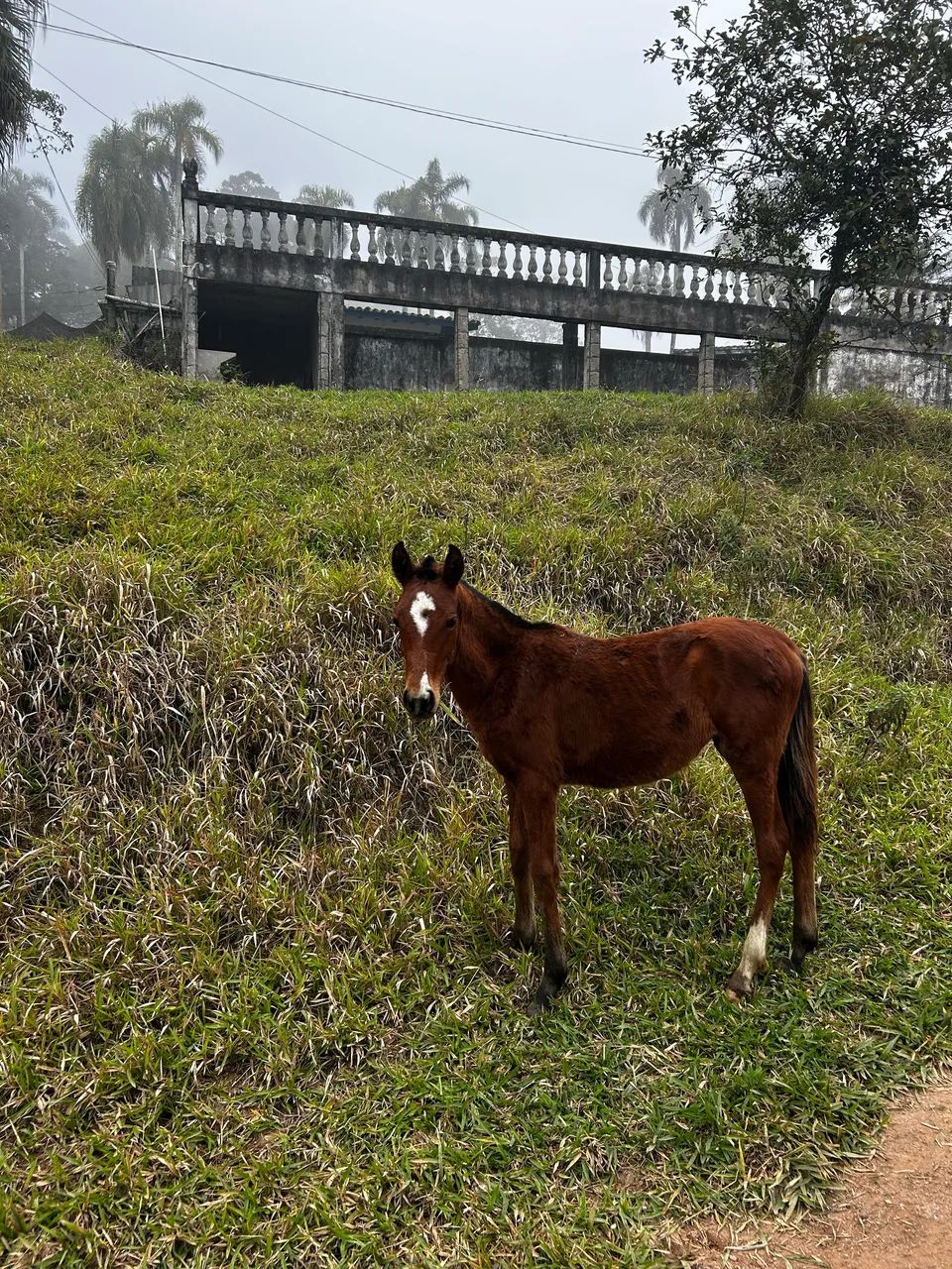 Potra - Foto 3