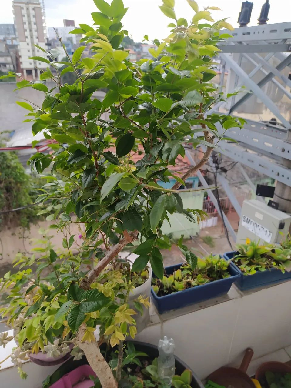 Jabuticabeira Híbrida Enxertada Produzindo - 7 Anos - Vaso 100L - Porte Adulto