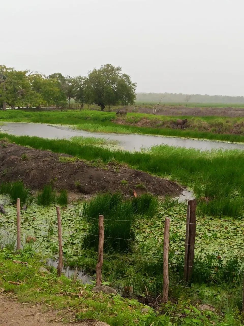 Fazenda em  Bacabeira MA - Foto 4