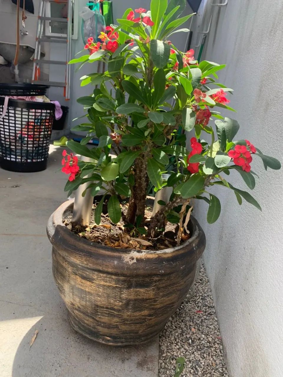 Jarro com planta - Foto 3