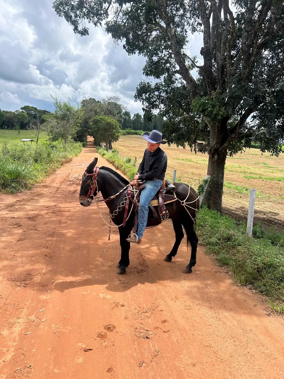 Burro de patrão, vendo com traia de frente toda em metal amarelo  - Foto 3