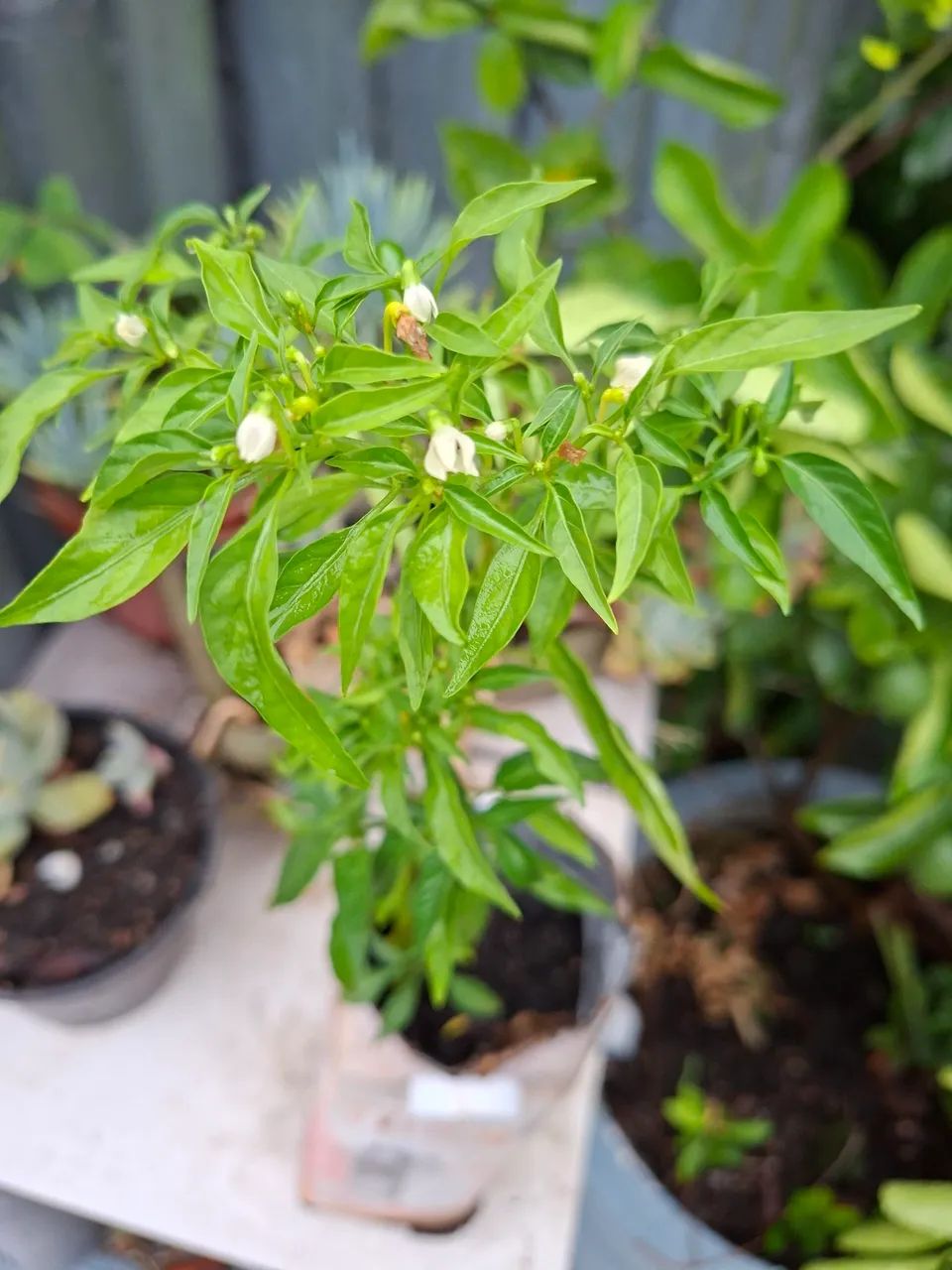 Muda de Pimenta  birdslo