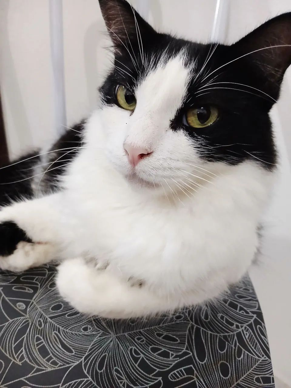 Doa-se gato