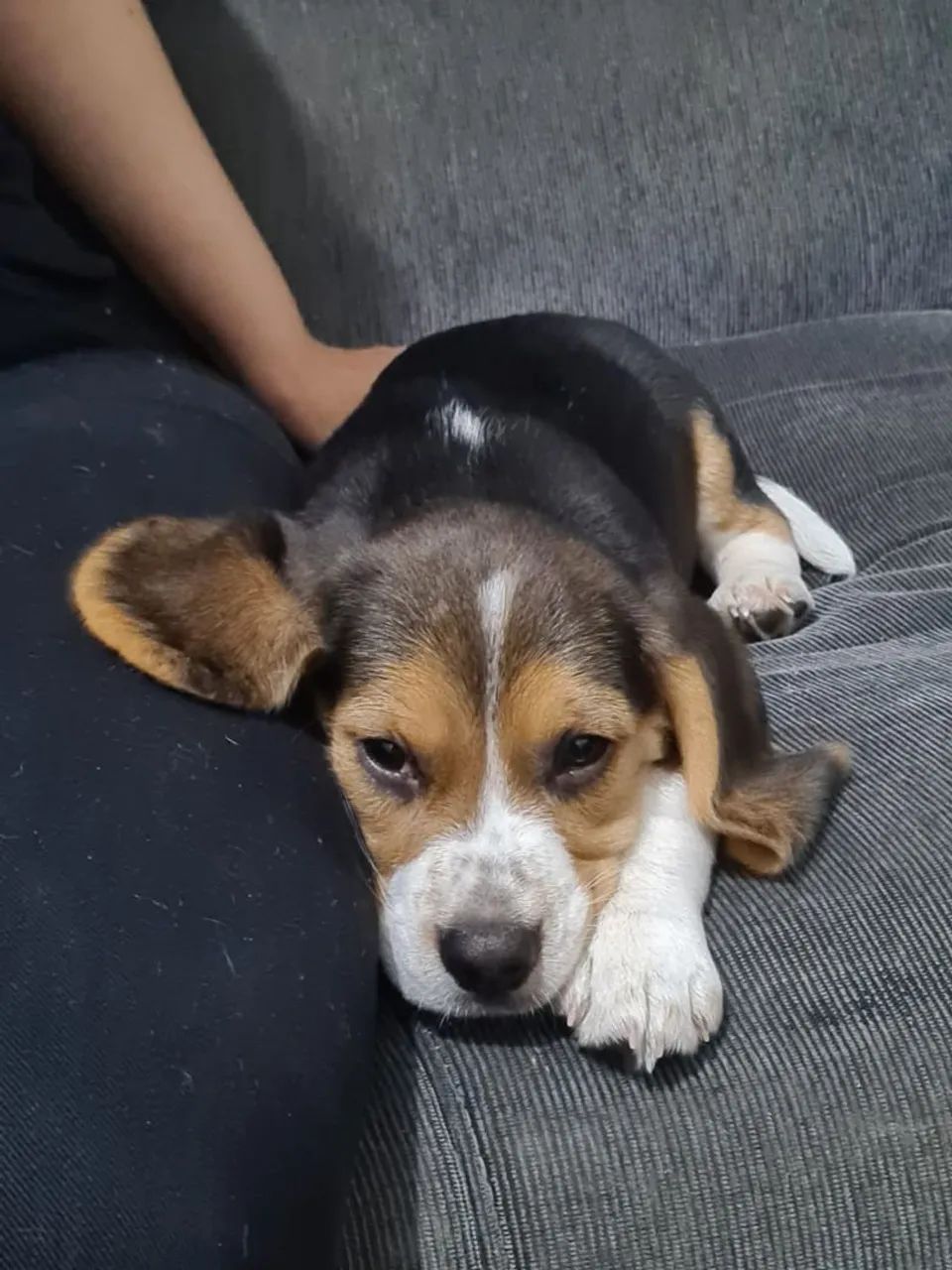 Vendo Beagle 