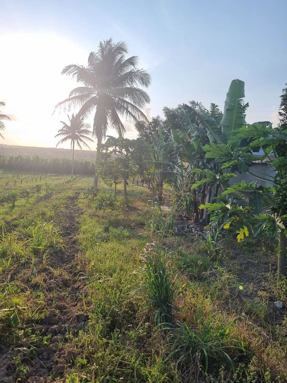 Sítio na estancinha  - Foto 5