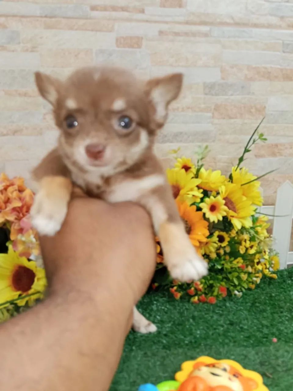 Chihuahua  - Foto 2