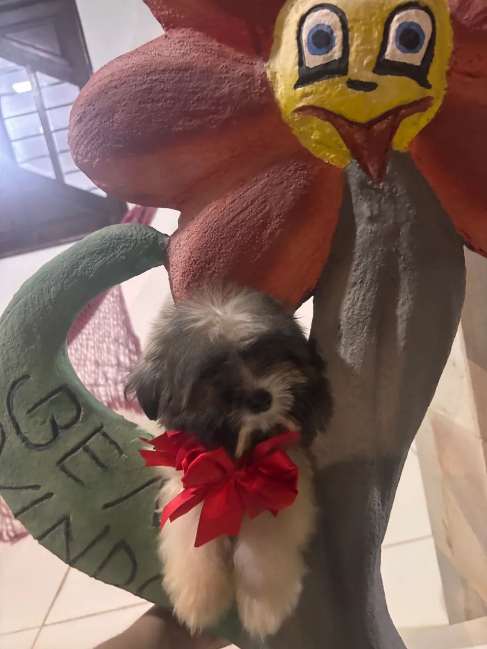 LINDOS FILHOTES DE LHASA APSO COM 2 DOSES DE VACINA IMPORTADA ( CADA) - Foto 4