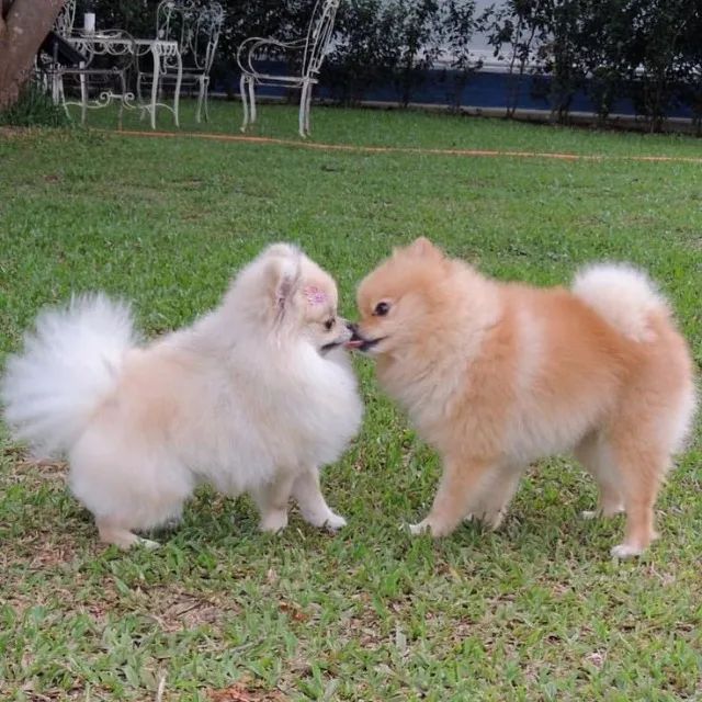 Spitz Alemão Afeto que se manifesta no olhar