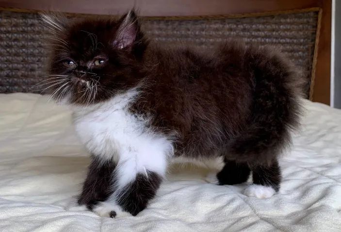 Top Show Persas Femèa Filhote Bicolor ,Extremada ,Pelos Longos Com 64 Dias Super Linda. - Foto 5