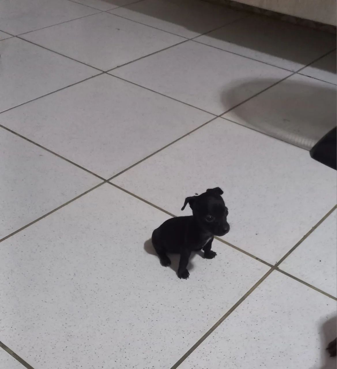 pinscher 0 miniaturas