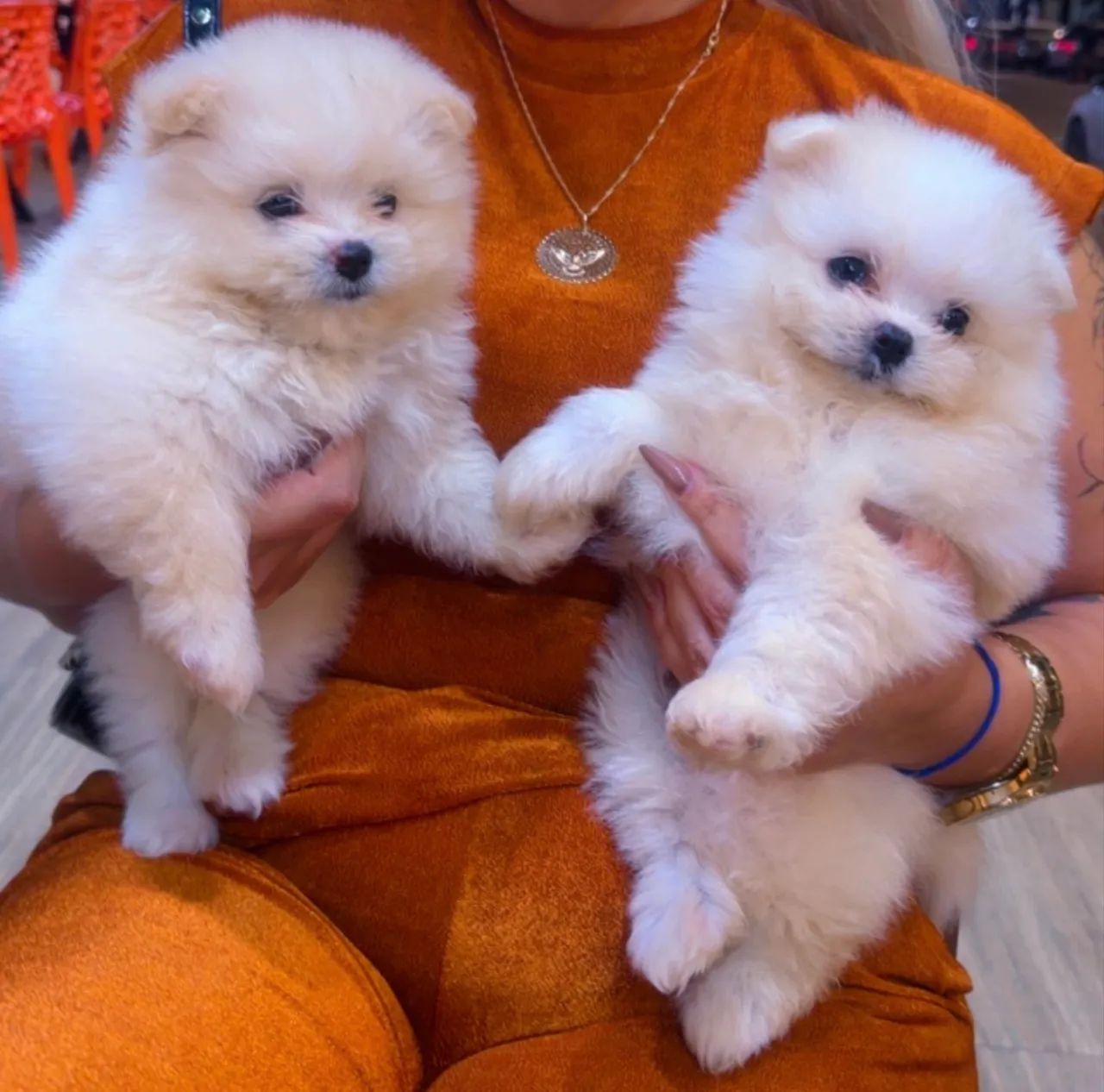 Vende-se Lulu da pomeranea fêmea .  - Foto 2