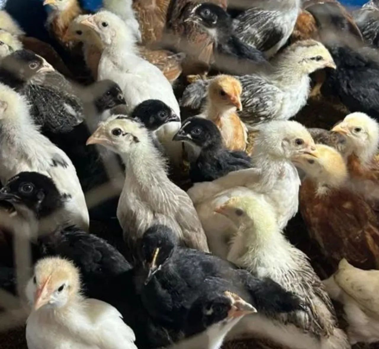 Pintinhos caipira  - Foto 3