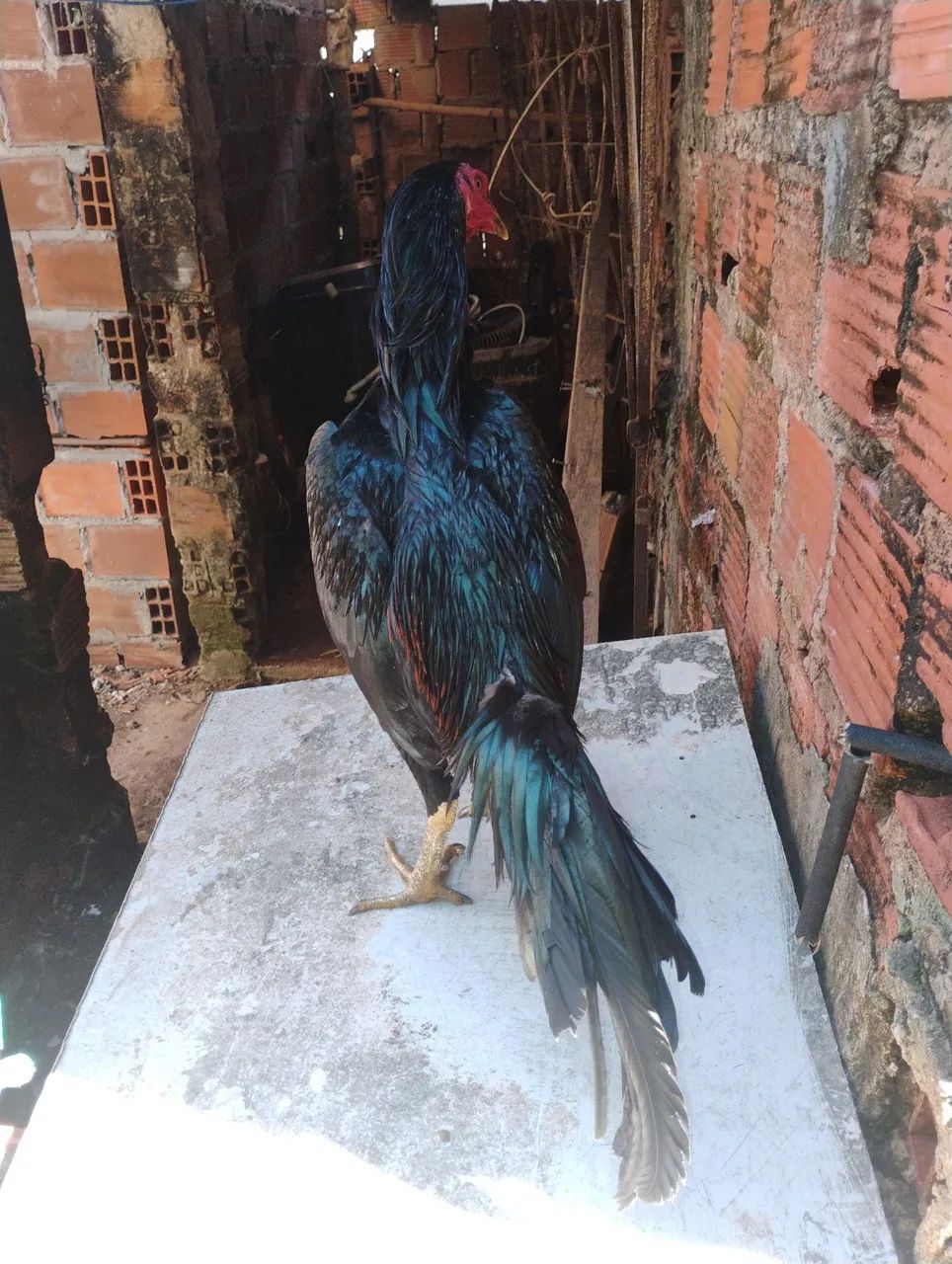 Frango tailandês  - Foto 2